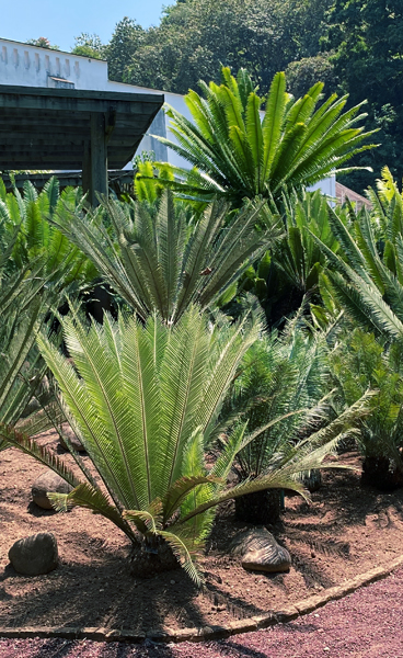 Jardín Botánico