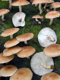 BIODIVERSIDAD Y SISTEMÁTICA