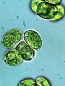 MANEJO BIOTECNOLÓGICO DE RECURSOS