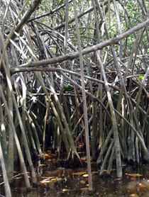 ECOLOGÍA FUNCIONAL