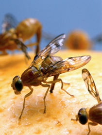 MANEJO BIORRACIONAL DE PLAGAS Y VECTORES